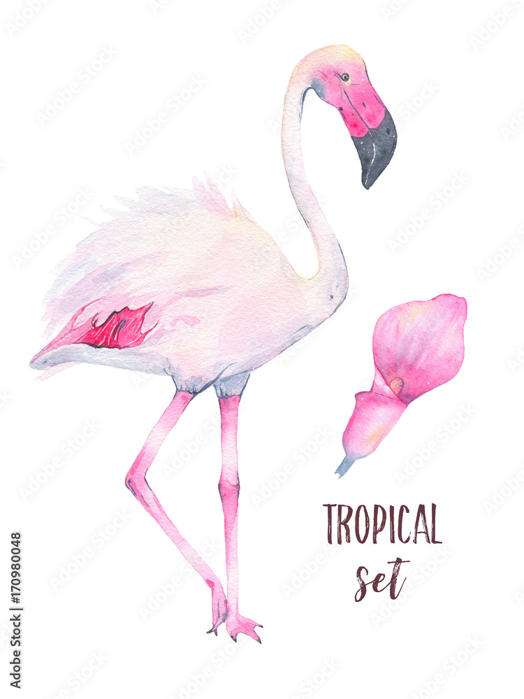 Obraz premium Watercolor hand painted tropical pink flamingo and calla lily flower isolated on white background