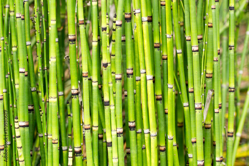 Grüne Bambusstangen