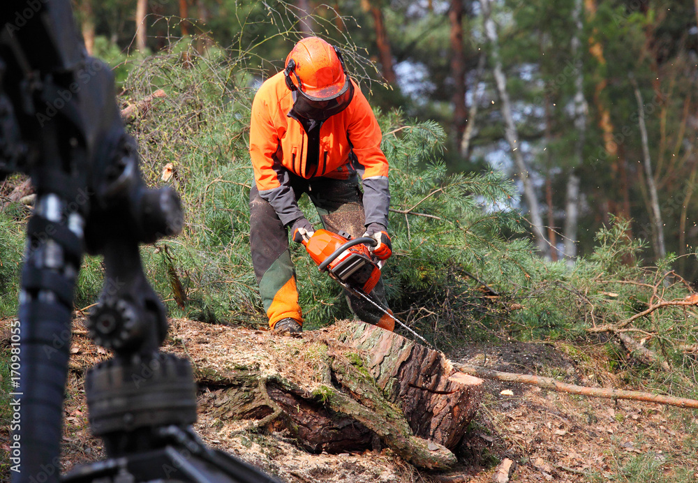 The Lumberjack working in a forest. Harvest of timber. Firewood as a renewable energy source. Agriculture and forestry theme. People at work. The Lumberjack working in a forest. Harvest of timber. Firewood as a renewable energy source. Agriculture and forestry theme. People at work.
