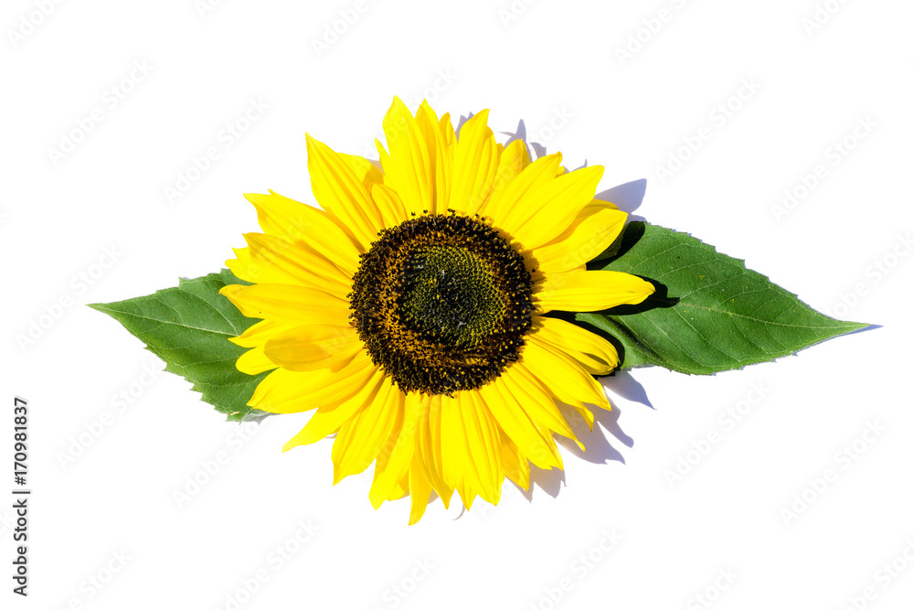 Sonnenblume isoliert freigestellt auf weißen Hintergrund, Freisteller Sonnenblume isoliert freigestellt auf weißen Hintergrund, Freisteller