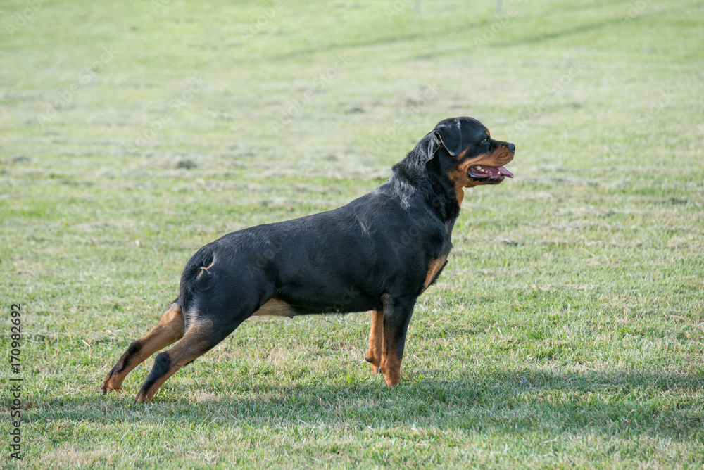 Rottweiler on the grass.Selective focus on the dog Rottweiler on the grass.Selective focus on the dog