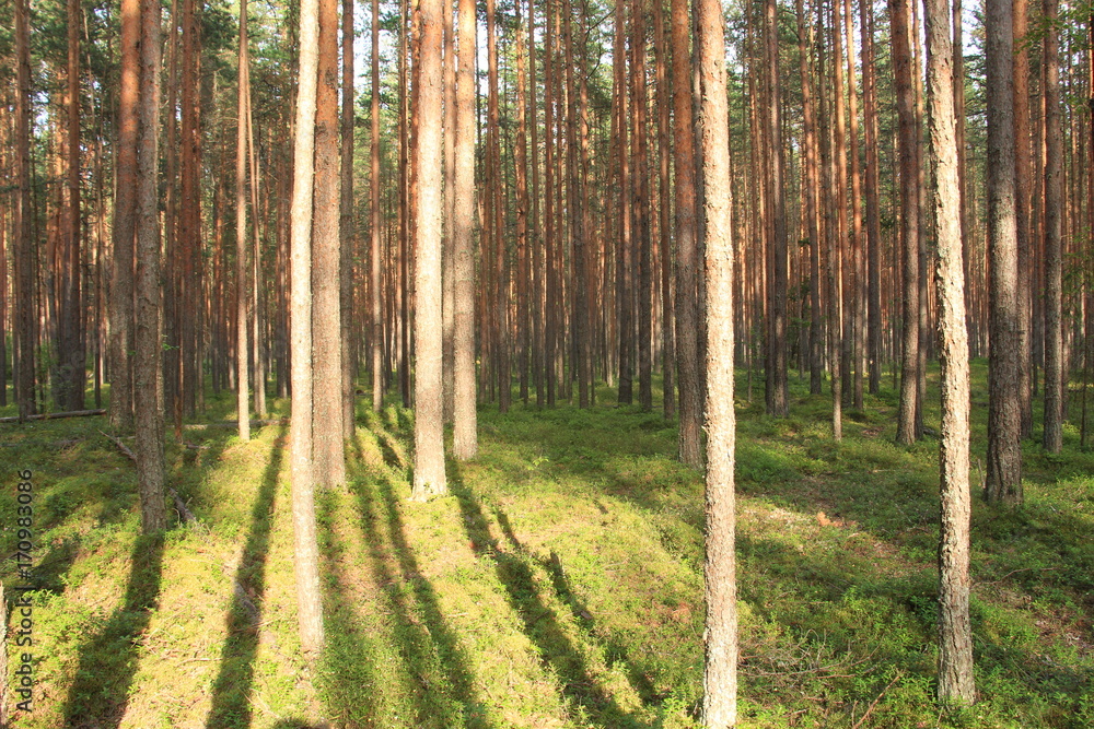 Obraz premium trees in the pine forest, illuminated by the sun's rays