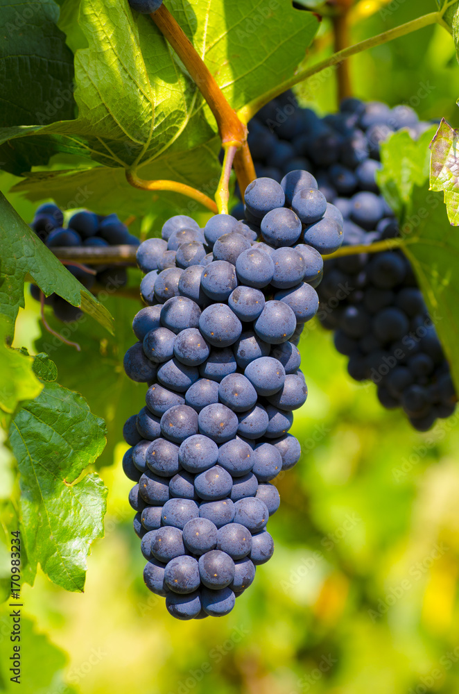Close-up photo of a grape vine in a vineyard between green leaves