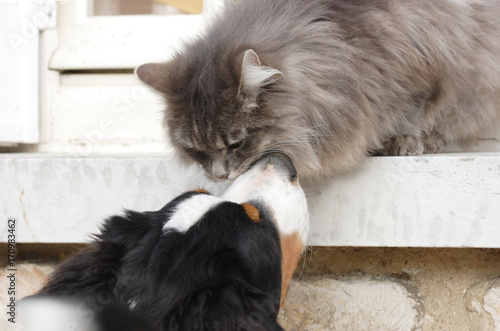 Bouvier bernois et chat des forêts norvégiennes amoureux photo