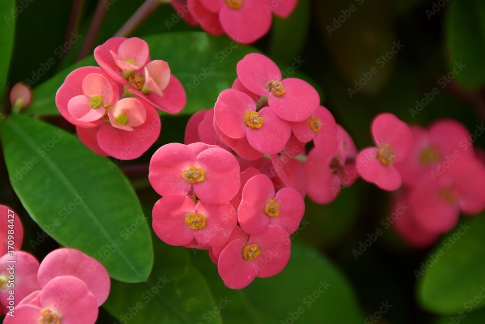 Fototapeta premium fiori rosa di euphorbia