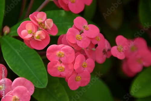 fiori rosa di euphorbia