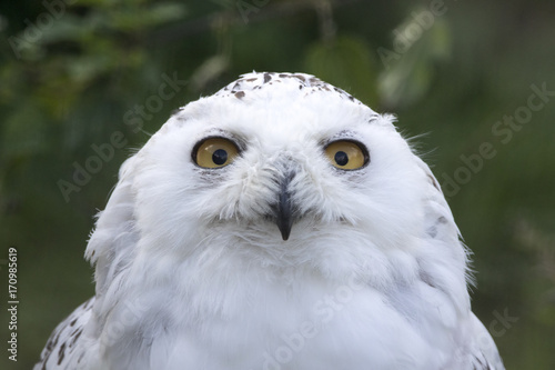 snowy owl  Bubo scandiacus