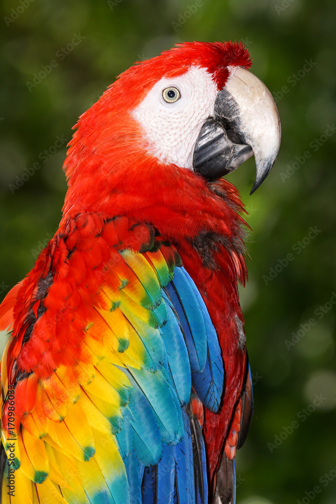 Naklejka premium Macaw - Playacar, Mexico