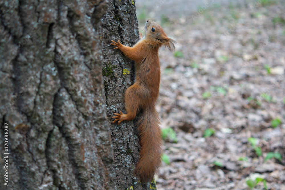 Red squirrel on a tree trunk. Animals