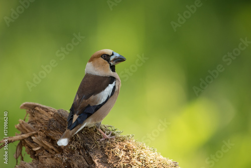 Hawfinch, Coccothraustes coccothraustes