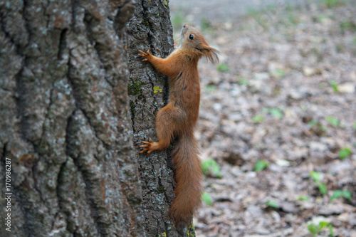 Red squirrel on a tree trunk. Animals © DmyTo