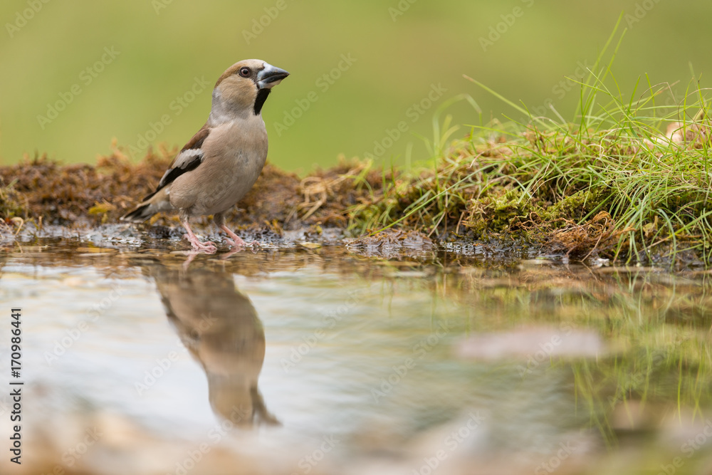 Obraz premium Hawfinch, Coccothraustes coccothraustes