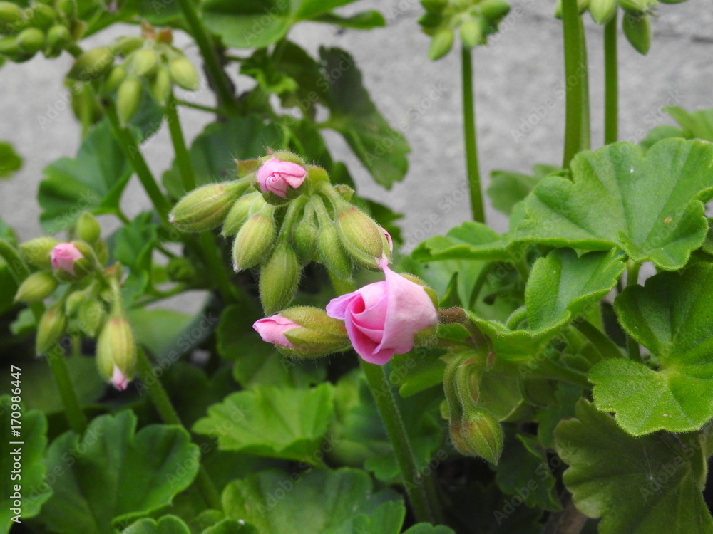 geranium geranium