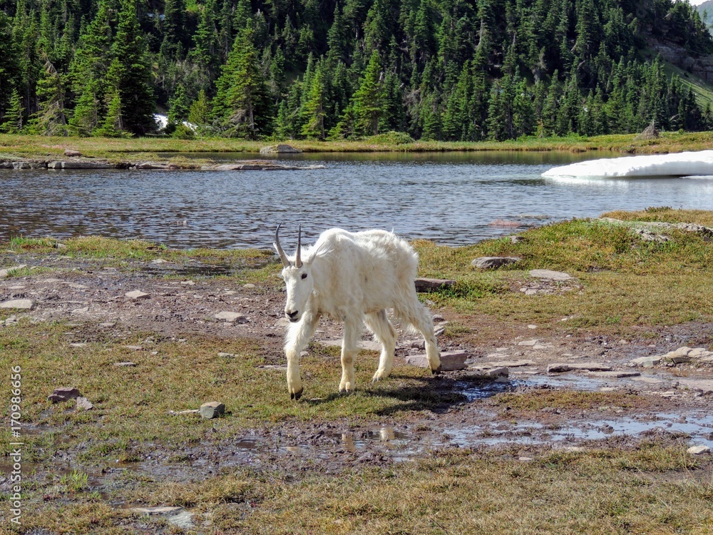 Mountain Goat (oreamnos americanus) at Going-to-the-Sun Road, Along Hiking Trail at Logan Pass Glacier National Park Montana USA Mountain Goat (oreamnos americanus) at Going-to-the-Sun Road, Along Hiking Trail at Logan Pass Glacier National Park Montana USA
