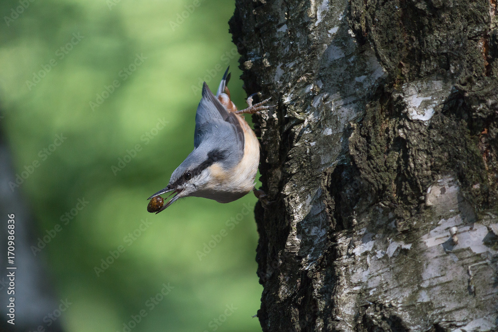 Nuthatch extracts food sitting on the side of the tree. Birds