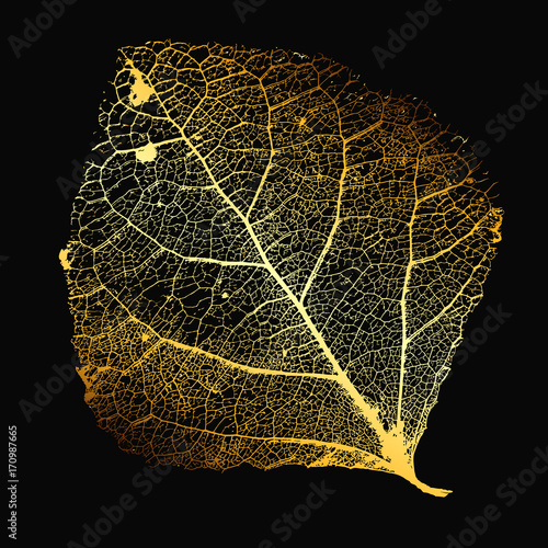 Vector Poplar Leaf Structure Skeletons with Veins