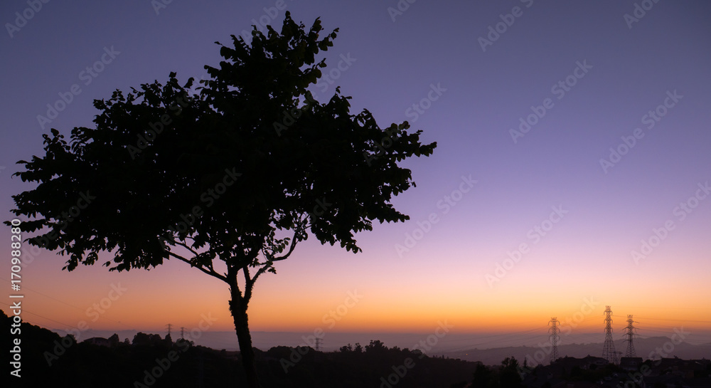 Tree Silhouette Tree Silhouette