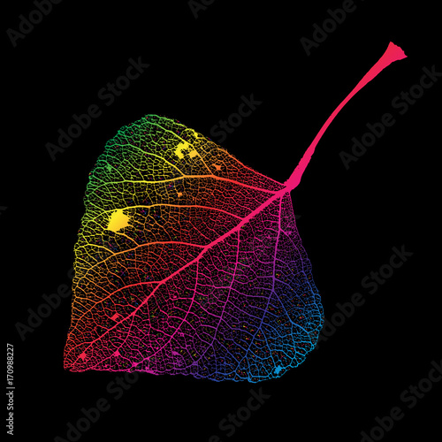 Vector Poplar Leaf Structure Skeletons with Veins
