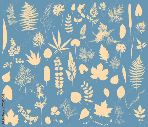 Herbarium - Vector Collection of Dried Leaves Silhouettes