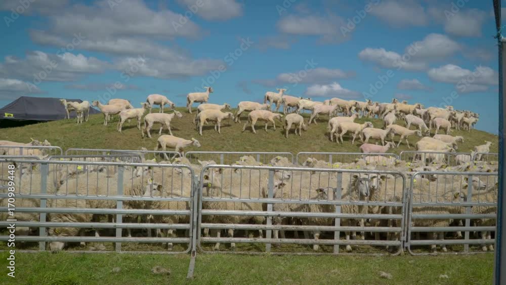 14155_Hundreds_of_white_sheeps_inside_the_pen_in_the_hill.mov 14155_Hundreds_of_white_sheeps_inside_the_pen_in_the_hill.mov