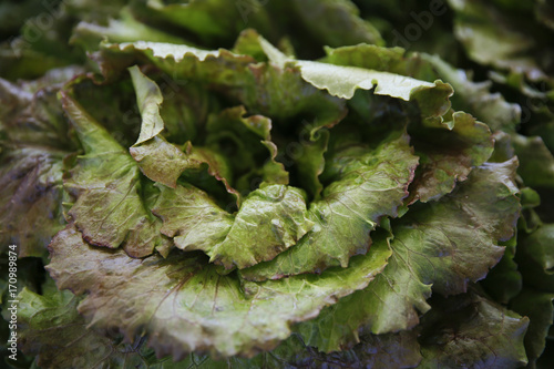 Lettuce for sale at the Farmers Market