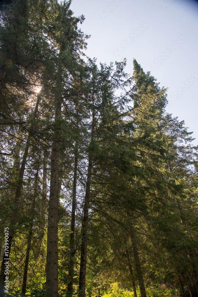 Pine Trees Pine Trees