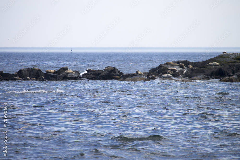 Fototapeta premium Seals Laying on Rocks in the Ocean in Maine