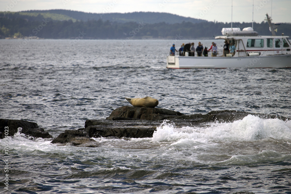 Fototapeta premium Tourists on a Boat Looking at Seals Laying on Rocks