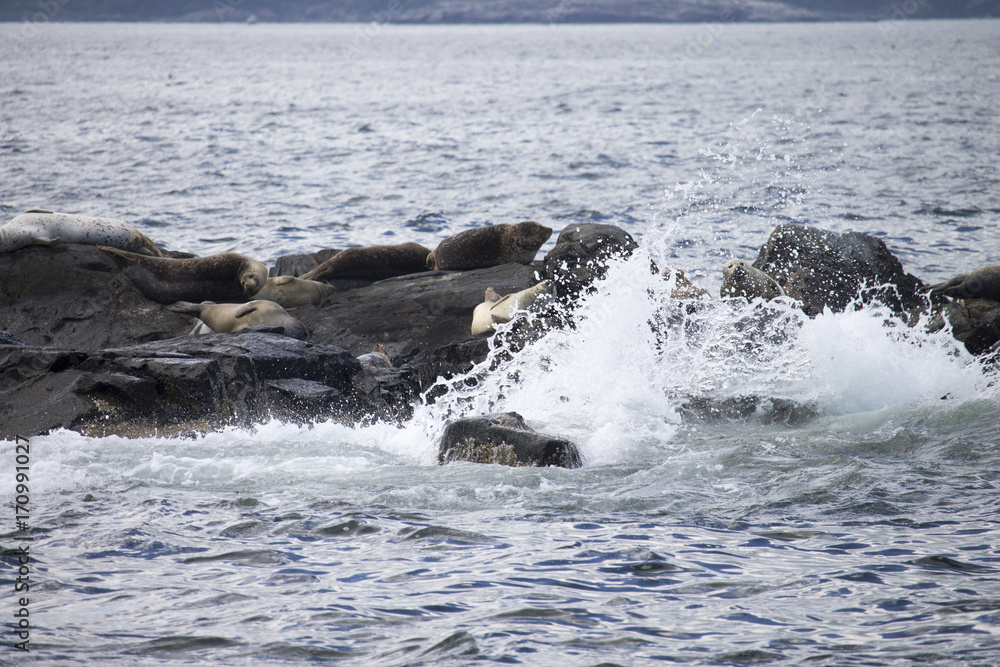 Seals Laying on Rocks in the Ocean