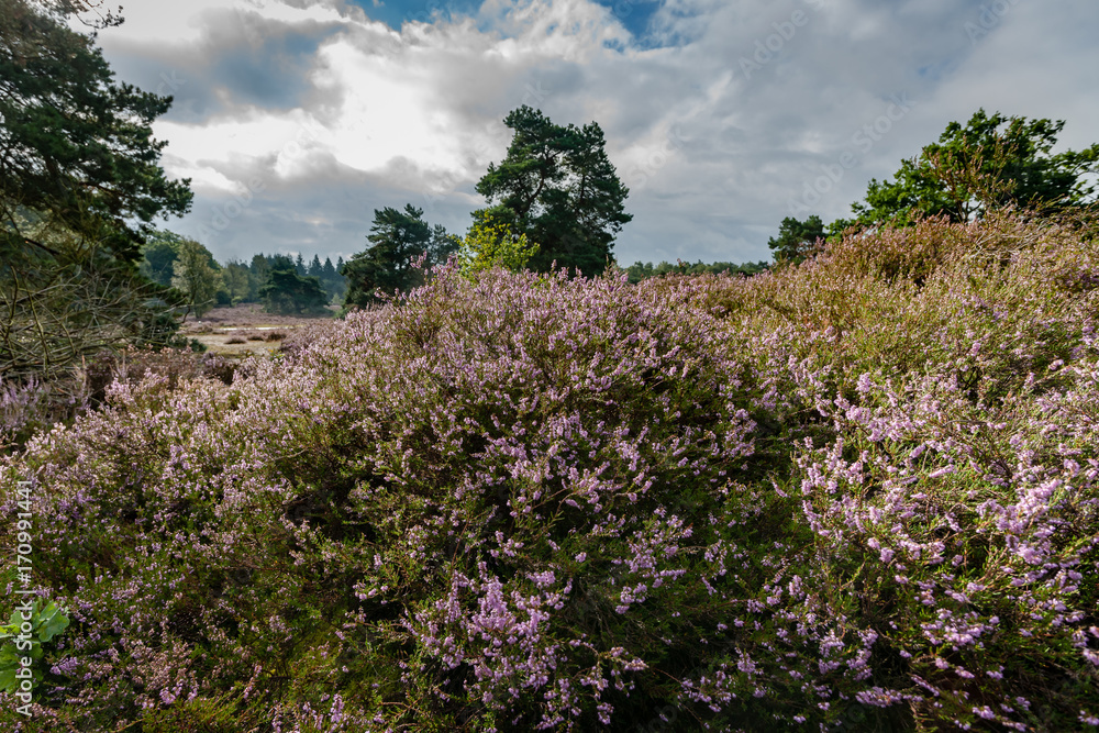 View over a heathland field in full bloom in Holland