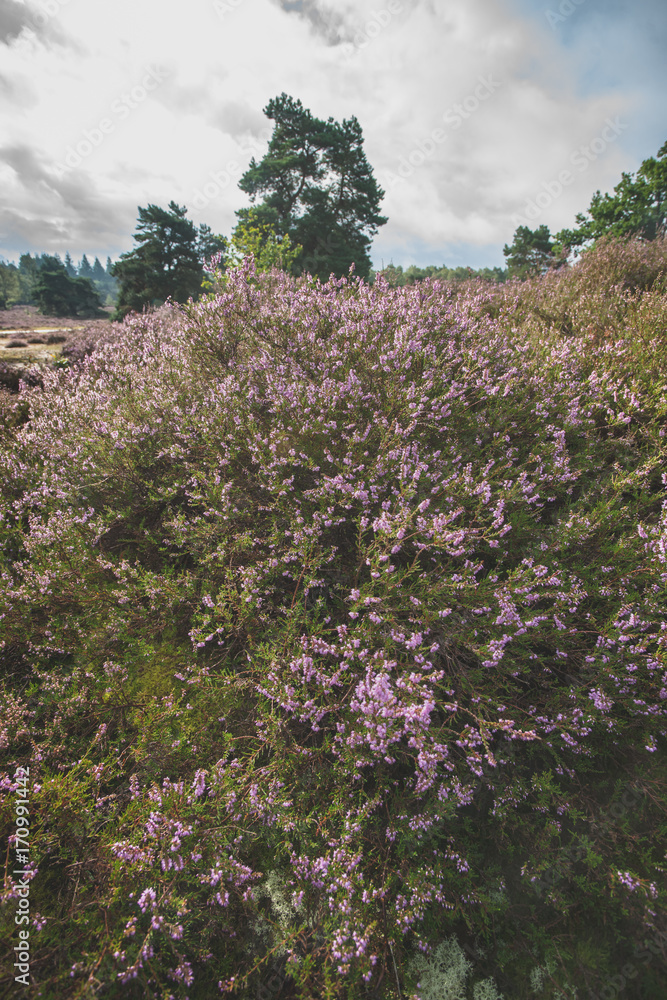 View over a heathland field in full bloom in Holland