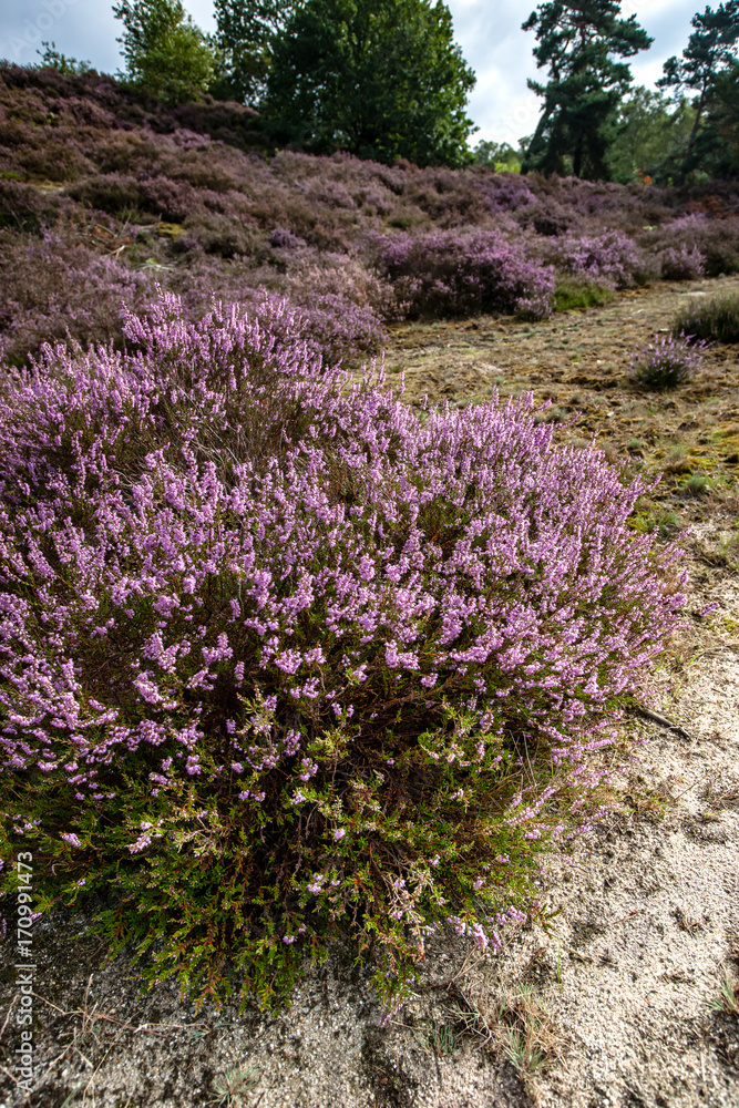 View over a heathland field in full bloom in Holland