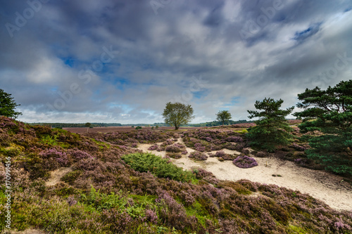View over a heathland field in full bloom in Holland
