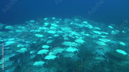 School of Big-eye Trevallies on a colorful coral reef. 4k footage