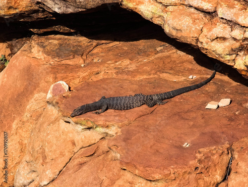 Kings Canyon red cente lizard sunning on a rock australia
