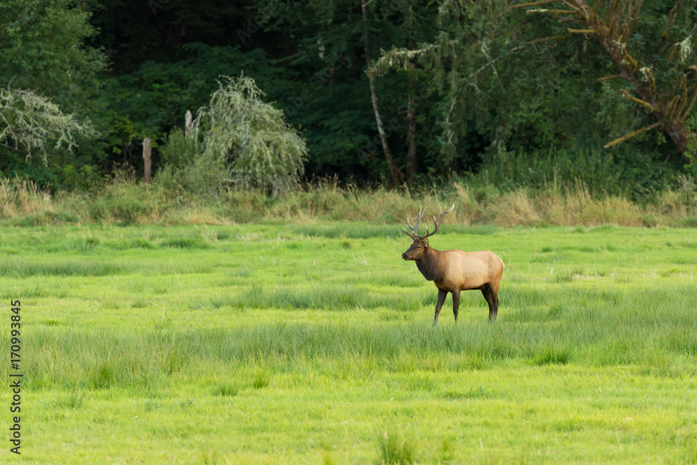 Herd of Elk in Oregon Herd of Elk in Oregon