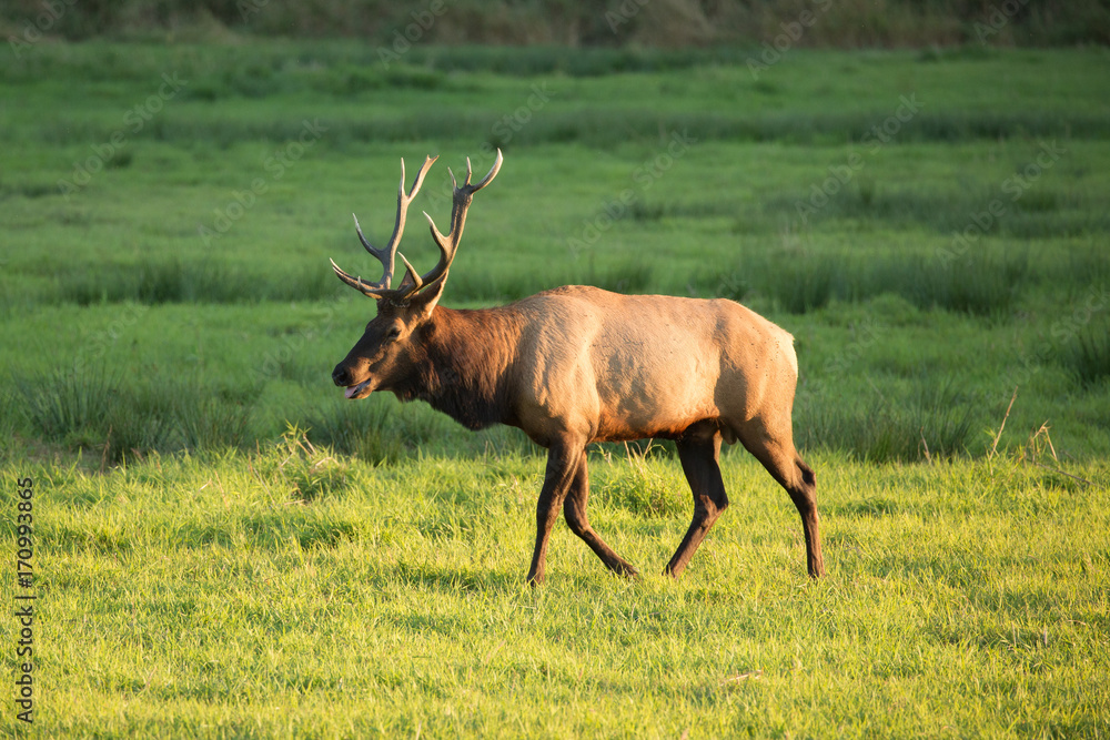 Fototapeta premium Herd of Elk in Oregon
