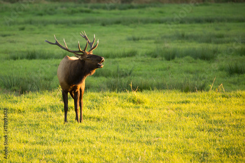 Herd of Elk in Oregon