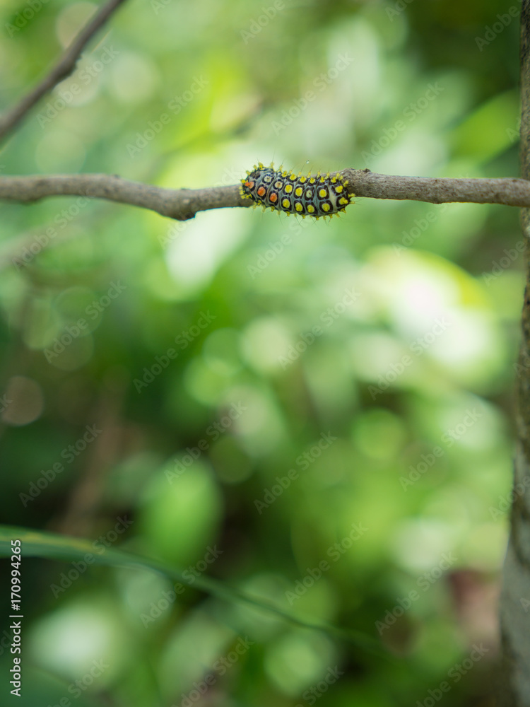 Yellow Orange Spots Worm on The Branch Yellow Orange Spots Worm on The Branch