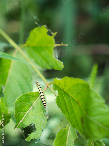 Caterpillar Prepared to Be a Web