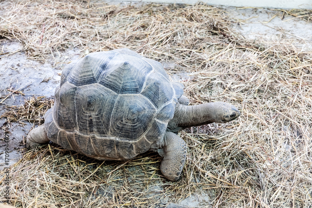 Obraz premium Turtle in earth