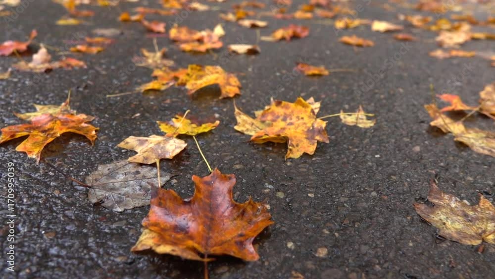 SLOW MOTION CLOSE UP Dead fallen tree leaves laying on wet road after rain in late autumn. Wet rotten maple leaves laying on empty street after heavy rainfall. Brown and yellow tree leaves under trees SLOW MOTION CLOSE UP Dead fallen tree leaves laying on wet road after rain in late autumn. Wet rotten maple leaves laying on empty street after heavy rainfall. Brown and yellow tree leaves under trees