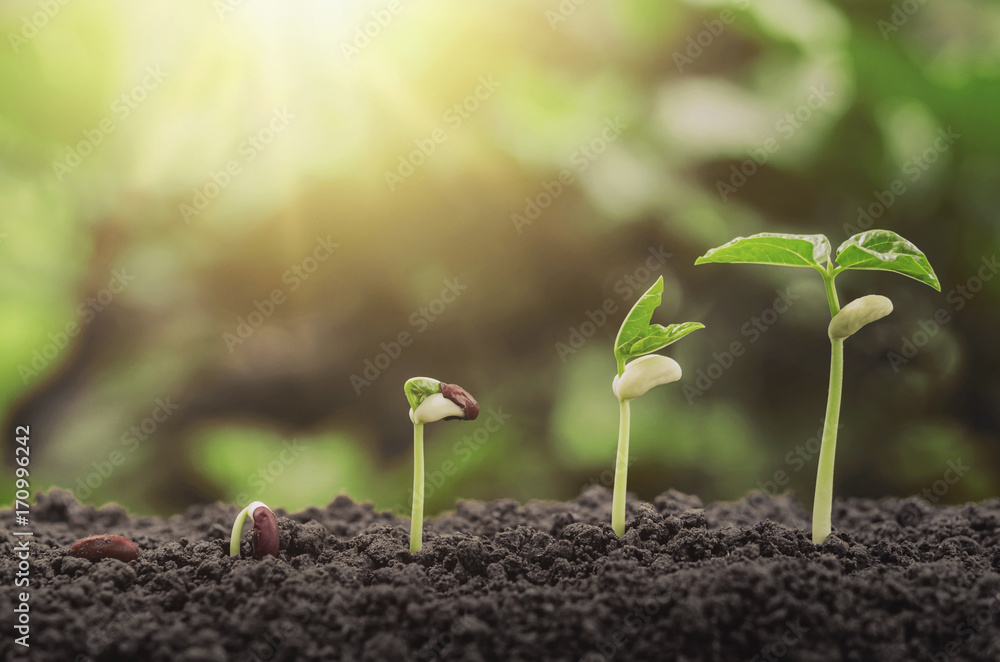 agriculture plant seeding growing step concept in garden and sunlight agriculture plant seeding growing step concept in garden and sunlight
