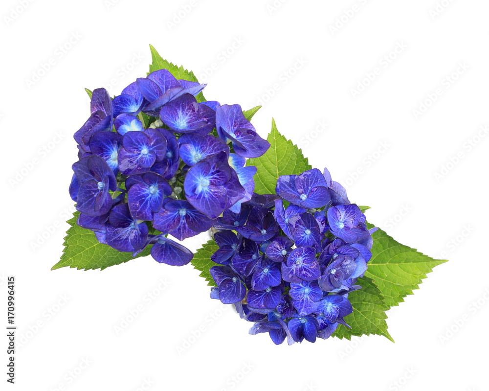 Obraz premium 青い紫陽花