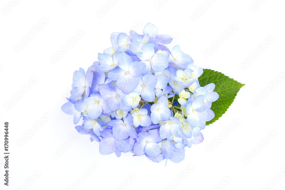 Obraz premium 紫陽花