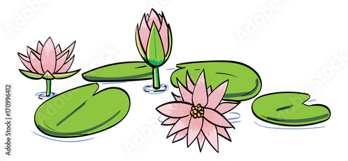 Fototapeta Naklejka Na Ścianę i Meble -  Water lilies