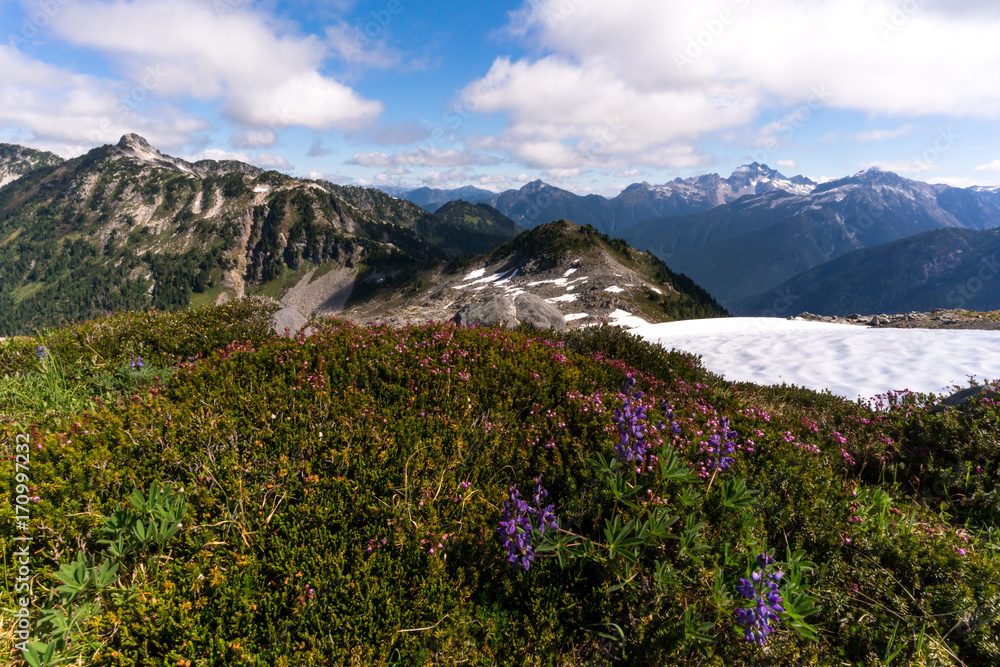 Fototapeta premium Things you will see when hiking the North Cascades National Park include wildflowers and glaciers. 