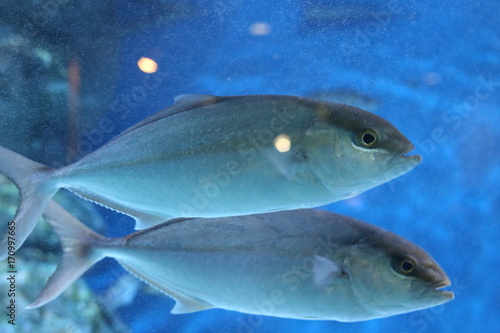 Japanese amberjack or Five-ray yellowtail (Seriola quinqueradiata) in Japan