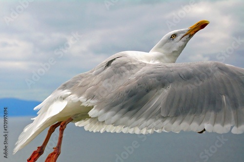 European herring gull, Slea Head, Ireland © nyiragongo