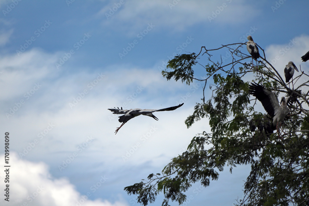One of open billed stork bird flying on the air with blue sky and white cloud background. The top of the branch of the tree. One of open billed stork bird flying on the air with blue sky and white cloud background. The top of the branch of the tree.
